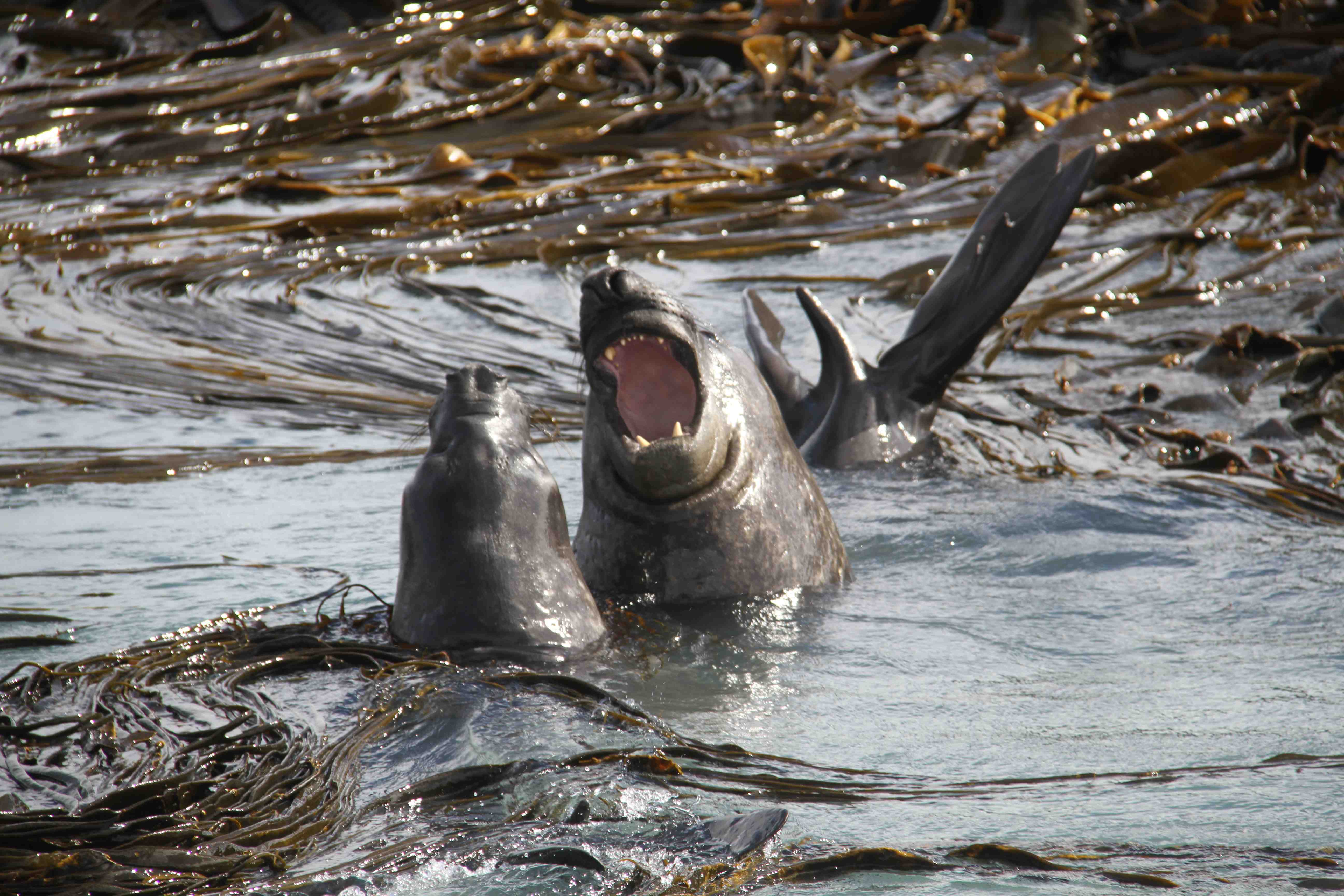 Elephant Seals Fighting